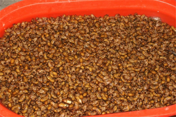 金蝉补偿多少钱一亩 金蝉补偿多少钱一亩