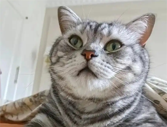 猫的心跳很快正常吗