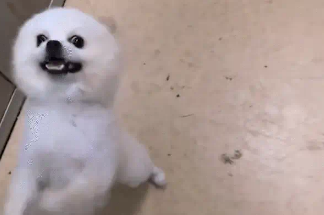 女子电梯偶遇小狗,帮狗子按电梯没找到家 女子电梯偶遇小狗,帮狗子按电梯没找到家