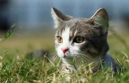 如何判断猫应激反应严重程度