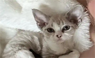 百合对猫有毒性吗