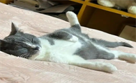 小猫咪后腿无力走两步就躺下