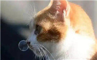猫咪一天打几个喷嚏算正常