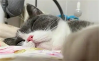 猫咪屎里有血是什么原因