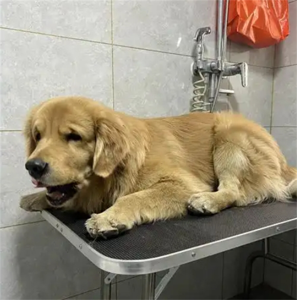 狗狗洗脚一定要吹干吗