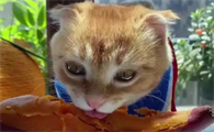 一个月小猫可以吃红薯吗