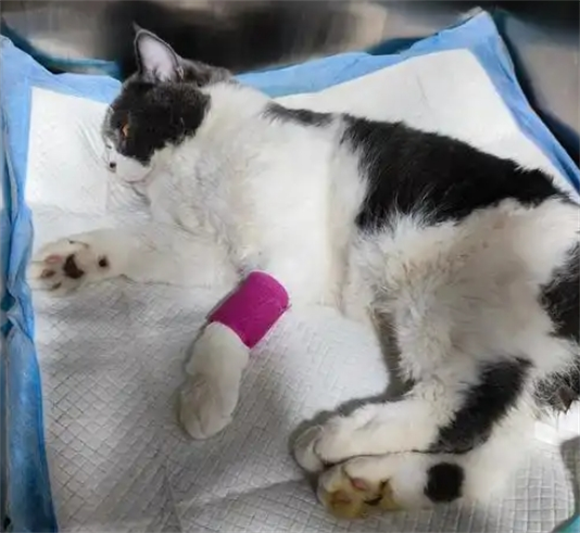 小猫尿路堵塞可以自愈么