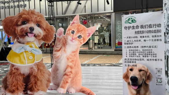 让爱汇聚,与流浪动物共赴温暖之旅 让爱汇聚,与流浪动物共赴温暖之旅