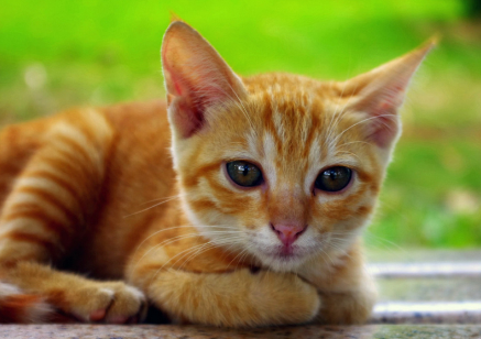 猫长期慢性腹泻原因
