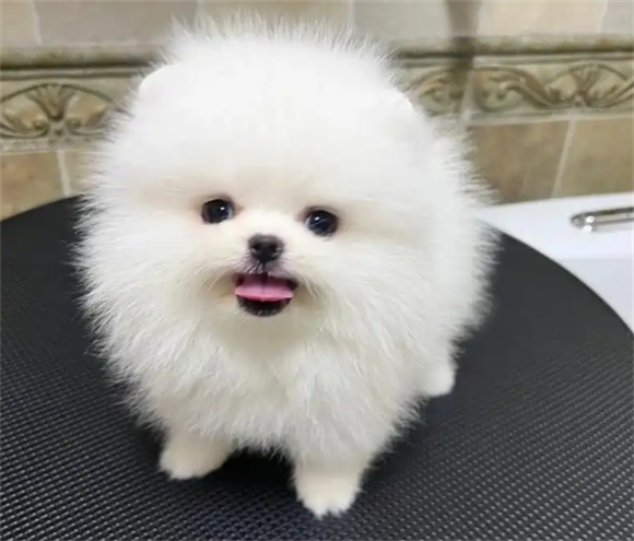 博美狗粮推荐:博美吃什么牌子的狗粮好? 博美狗粮推荐:博美吃什么牌子的狗粮好?