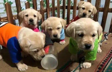 导盲犬“拉布拉多”,这五大优势让你欲罢不能 导盲犬“拉布拉多”,这五大优势让你欲罢不能