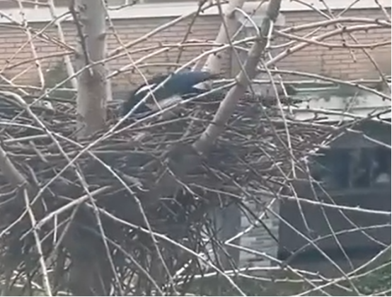 杭州一学校喜鹊筑巢,拍下视频的老师被打动 杭州一学校喜鹊筑巢,拍下视频的老师被打动
