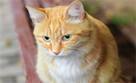 怎么增强猫咪免疫力
