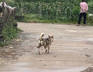 男子偶遇走路四肢凌乱的狗子。网友：霍家的汪，迷踪腿