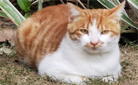 如何预防猫咪患肾功能衰竭