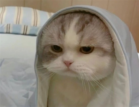 猫的眼角有黑色的东西 猫的眼角有黑色的东西