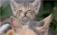 猫会有大姨妈吗正常吗