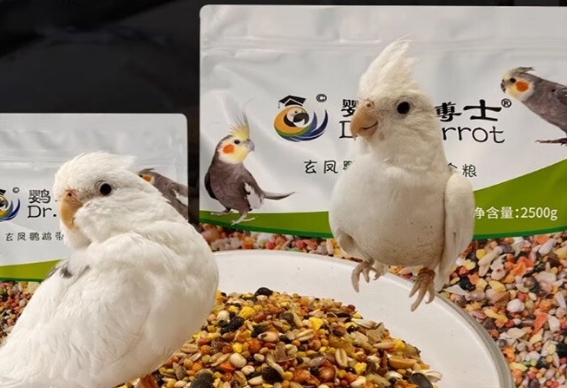 鹦鹉博士怎么样 鹦鹉博士怎么样