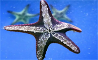 海星哪些部位可以吃