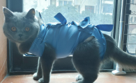 猫咪喝自来水会怎么样