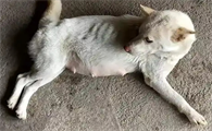 土狗怀孕一般几个月生产正常