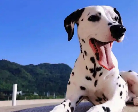 斑点狗为什么禁养?让我来告诉你吧 斑点狗为什么禁养?让我来告诉你吧