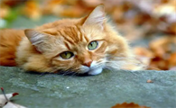猫咪脱水了应该怎么办