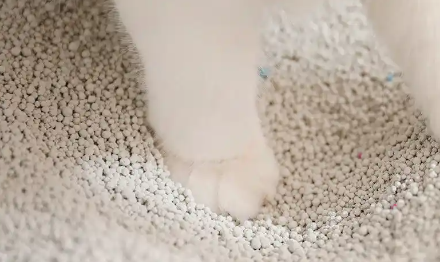 宠雾猫砂在哪买 宠雾猫砂在哪买