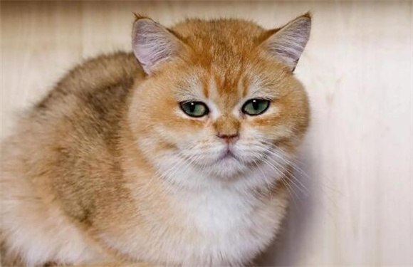 猫肋骨下面手摸到圆包怎么回事