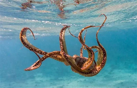 高智商章鱼：幸亏产卵后「自杀」，否则大概率会统治海洋！