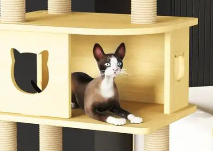 宠贝亚猫爬架在哪里买 宠贝亚猫爬架在哪里买