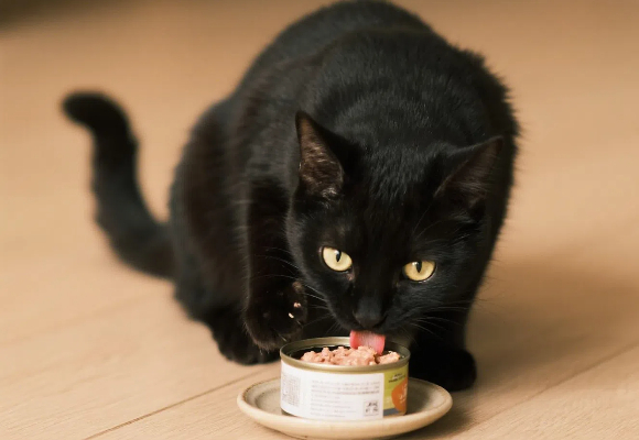 猫罐头排名前十品牌、猫罐头口碑质量好的牌子推荐!铲屎官们快来翻牌子啦! 猫罐头排名前十品牌、猫罐头口碑质量好的牌子推荐!铲屎官们快来翻牌子啦!