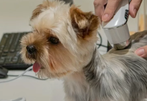 “宠物经济”激活新消费赛道,“生活搭子”崛起千亿市场 “宠物经济”激活新消费赛道,“生活搭子”崛起千亿市场