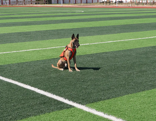 “蓝汪汪”养成计划丨搜救犬“麒麟”前来报到! “蓝汪汪”养成计划丨搜救犬“麒麟”前来报到!