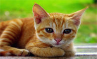 猫长期慢性腹泻原因