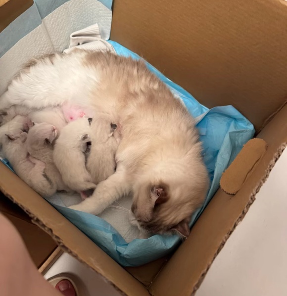 喵星人如厕如何优雅解决？贴心的猫尿垫用法来了