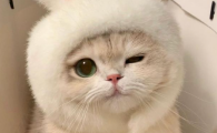 猫咪犯错可以关禁闭吗