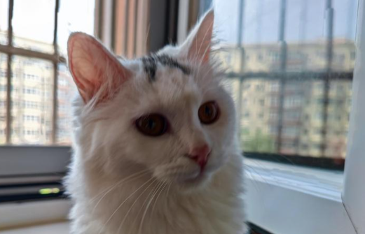 猫不吃猫粮吃什么能代替主食 猫不吃猫粮吃什么能代替主食