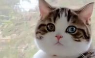 小猫咪眼睛流泪是怎么回事