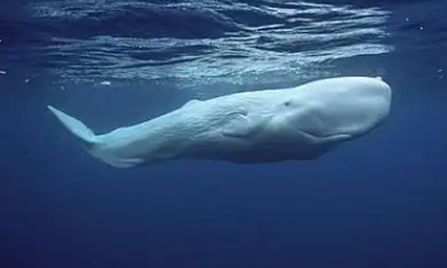 白色的抹香鲸 白色的抹香鲸