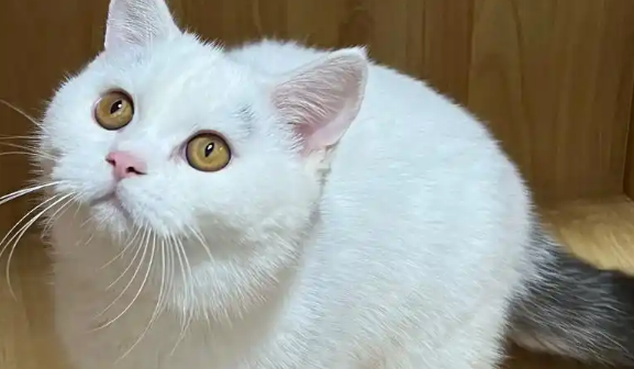 英短净梵猫是什么猫啊？一起了解一下吧！