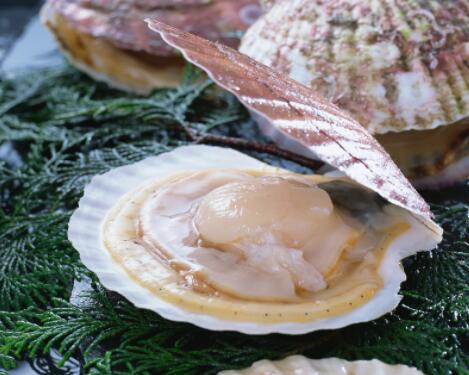 扇贝肉是熟的还是生的