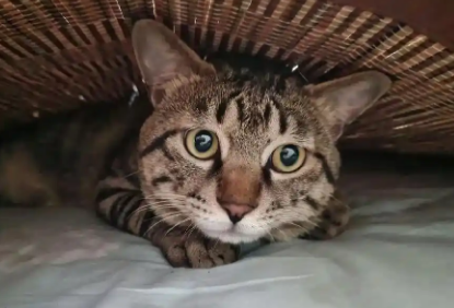 如何预防猫咪早产