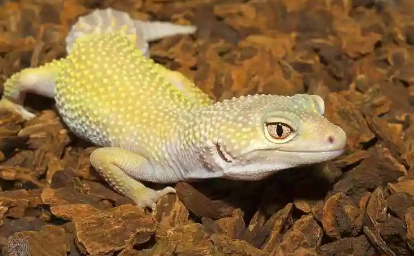 守宫怎么看公母？大伙都来看看~