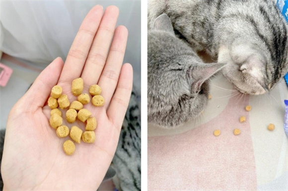 猫咪冻干猫粮集合,朗诺健康体质吃出来! 猫咪冻干猫粮集合,朗诺健康体质吃出来!