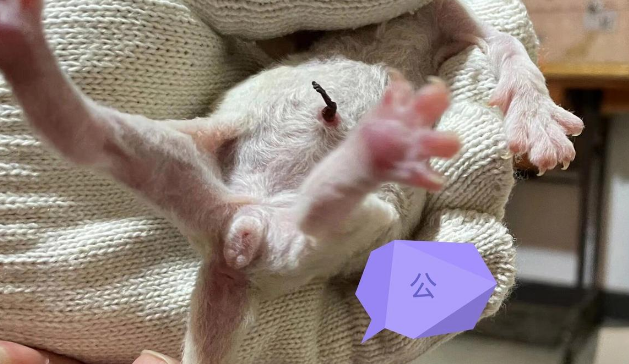 小猫出生几天能看公母吗