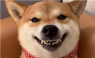 为什么狗狗会有牙菌斑