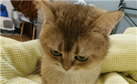猫咪抑郁症怎么办