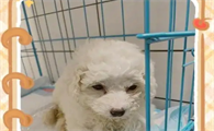 狗狗一直坐着是不是不舒服