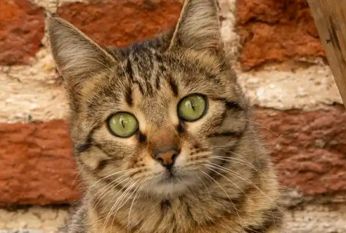 两只猫一直打架怎么办